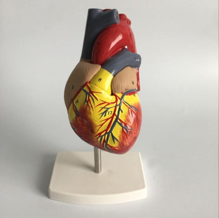 1: 1 Human Heart Anatomical Model  Cardiology Heart Anatomy Teaching Model with Number Mark - Teaching Resources by PMC TechLife | Online Shopping South Africa | PMC TechLife | Buy Now Pay Later Mobicred