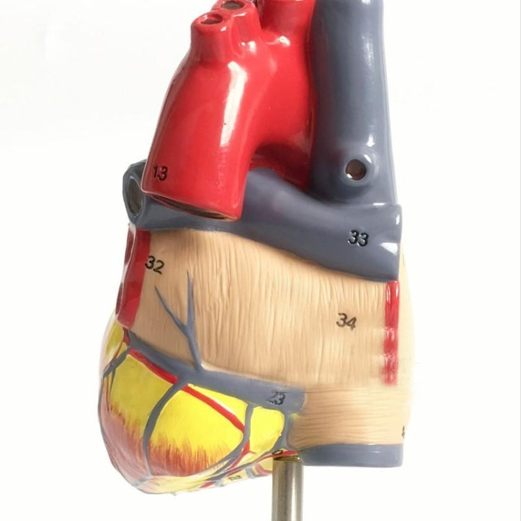 1: 1 Human Heart Anatomical Model  Cardiology Heart Anatomy Teaching Model with Number Mark - Teaching Resources by PMC TechLife | Online Shopping South Africa | PMC TechLife | Buy Now Pay Later Mobicred
