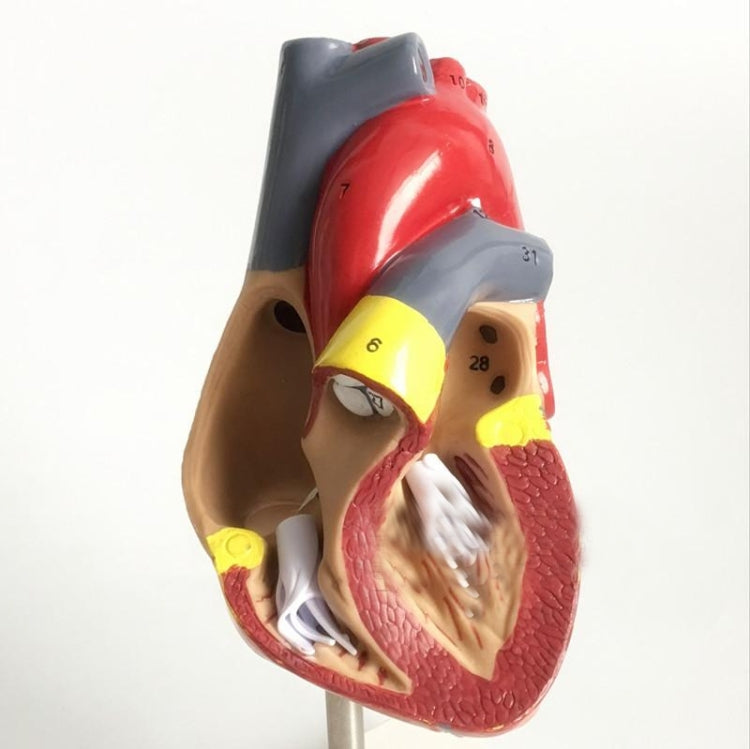 1: 1 Human Heart Anatomical Model  Cardiology Heart Anatomy Teaching Model with Number Mark - Teaching Resources by PMC TechLife | Online Shopping South Africa | PMC TechLife | Buy Now Pay Later Mobicred