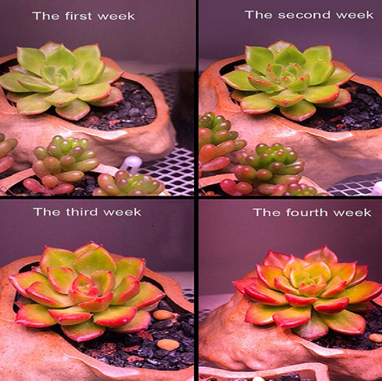 COB Plant Growth Light LED Vegetable Planting Succulent Light, Light:Sunligh(UK Plug 220V) - LED Grow Lights by PMc TechLife | Online Shopping South Africa | PMc TechLife | Buy Now Pay Later Mobicred